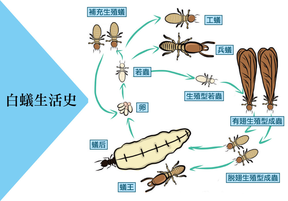 蟻后 帶領的白蟻家族 - 白蟻生命週期